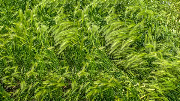 Fondo Para Inscripción Forma Una Capa Espigas Grano — Foto de Stock