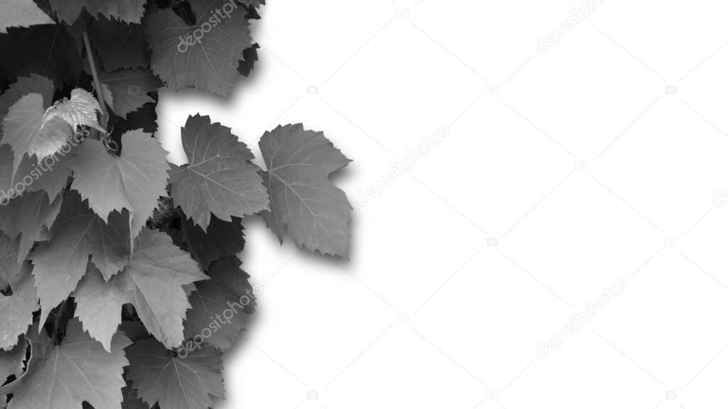 Grape leaves on white background