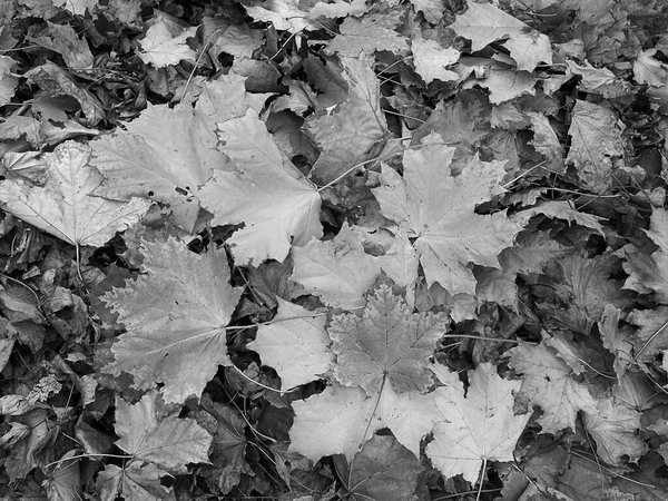 Composition Automnale Des Feuilles Érable Tombées — Photo