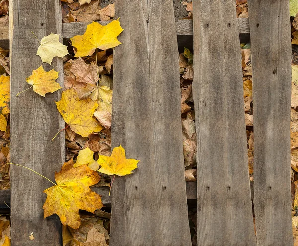 Eski tahtalara dökülen yapraklar
