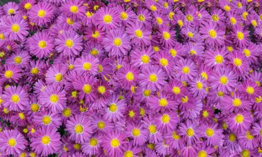 Kasımpatı çiçeklerinden yapılmış katı halı.