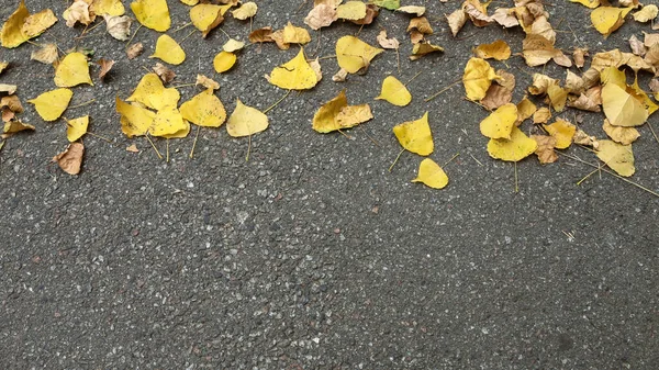 Жовте Опале Листя Асфальті — стокове фото