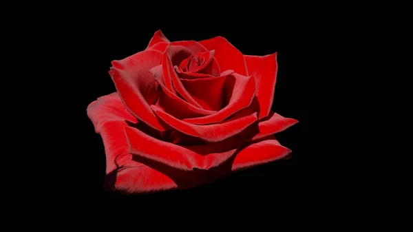 Rose Flower Dark Abstract Background — Stock Photo, Image