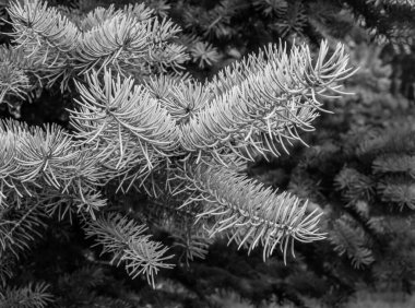 Yeşil ağaçların arka planında uzun iğneler olan ladin dalı