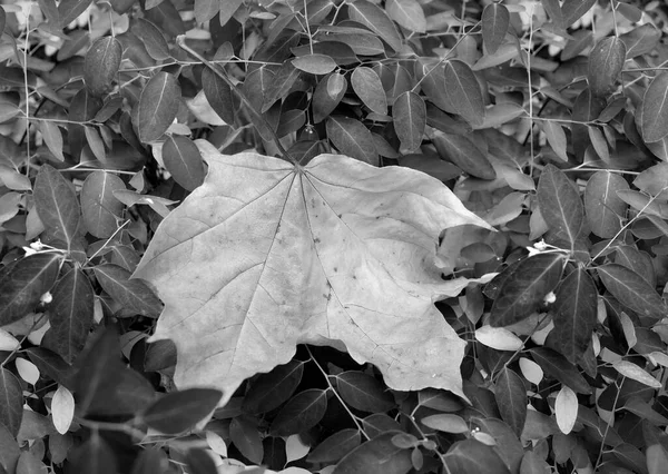 Feuille Érable Jaune Sur Fond Feuilles Vertes — Photo