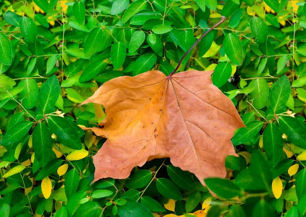 Желтый Кленовый Лист Фоне Зеленых Листьев — стоковое фото