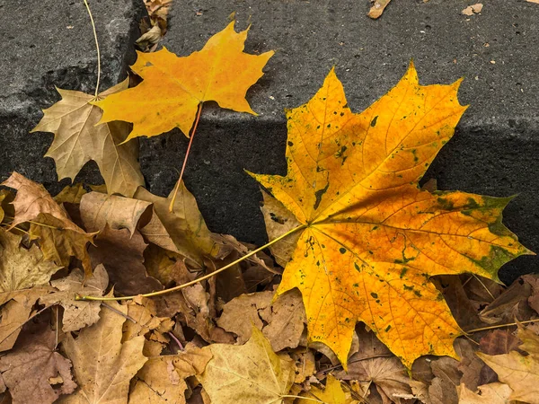 Autumn Composition Fallen Maple Leaves — Stock Photo, Image