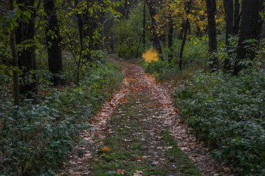 Ormandaki toprak yol yapraklarla kaplı.
