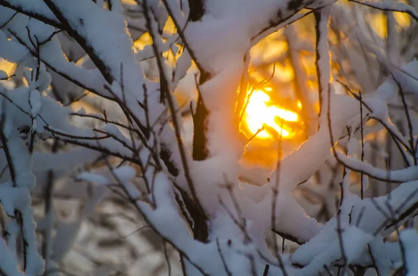 Hvit Snø Greinene Trær Vinteren Bakgrunnen Solnedgang Eller Soloppgang Juleferie – stockfoto
