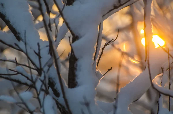 White Snow Branches Trees Winter Forest Background Sunset Sunrise Christmas — Stock Photo, Image