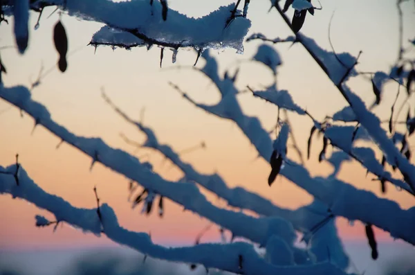 Beautiful winter. White snow on wire metal mesh fence. Blurred snowy nature on winter time, close up view. Texture of snow covered on the fence. Winter time.