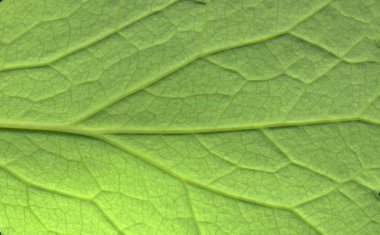 Arkaplan için soyut yeşil yaprak dokusu