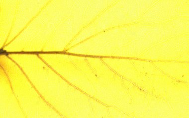 Arka plan için soyut sarı yaprak dokusu, doğal sarı arka plan için bırakır.