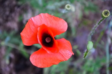 Vahşi alanda çiçek kırmızı haşhaş çiçeği. Seçici odak ile güzel alan kırmızı haşhaş. Yumuşak ışık kırmızı dönüştürülmesini anlatanlar gibi. Haşhaş. Doğal ilaçlar. Kırmızı haşhaş Glade. Yalnız haşhaş. 