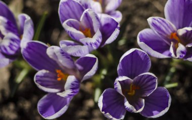Çiçek açması Menekşe - Iridaceae turuncu havaneli ve stamens mavi çiçek. Seçici odak ile makro. Safran bahar bahçe.