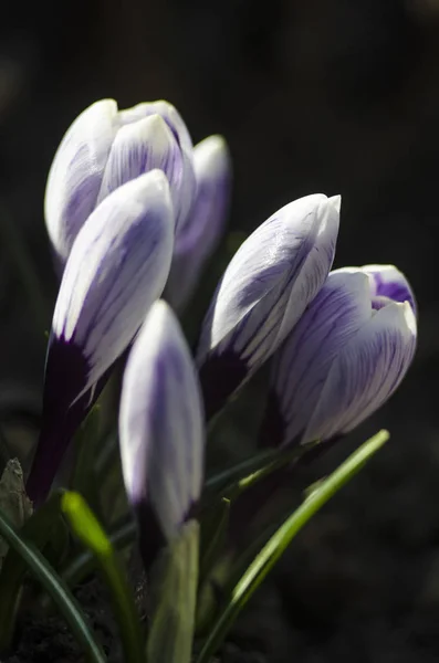 Początku Niebieski Kwiat Krokusa Makro Selektywny Fokus Szafran Spring Garden — Zdjęcie stockowe