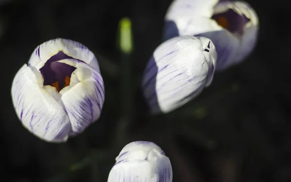 Początku Biały Kwiat Krokusa Makro Selektywny Fokus Szafran Spring Garden — Zdjęcie stockowe