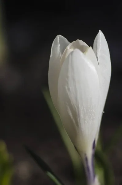 Początku Biały Kwiat Krokusa Makro Selektywny Fokus Szafran Spring Garden — Zdjęcie stockowe