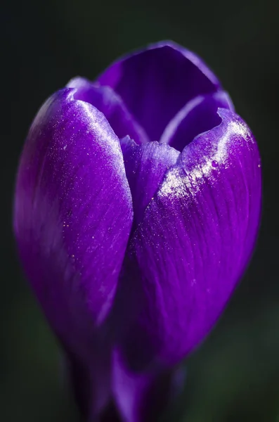 Цветущий Фиолетовый Голубой Цветок Крокуса Апельсиновым Налетом Тычинками Макро Избирательным — стоковое фото