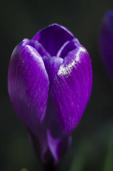 Kwitnąca Fioletowo Niebieski Kwiat Crocus Pomarańczowy Tłuczek Pręcików Makro Selektywny — Zdjęcie stockowe