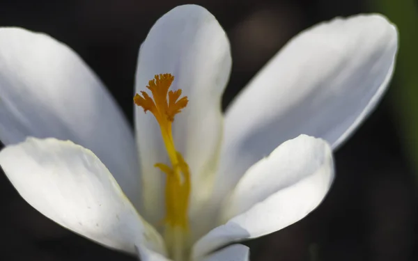 Początku Biały Kwiat Krokusa Makro Selektywny Fokus Szafran Spring Garden — Zdjęcie stockowe