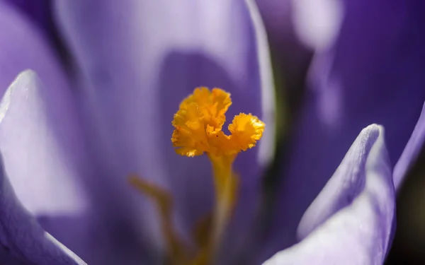 Kwitnąca Fioletowo Niebieski Kwiat Crocus Pomarańczowy Tłuczek Pręcików Makro Selektywny — Zdjęcie stockowe