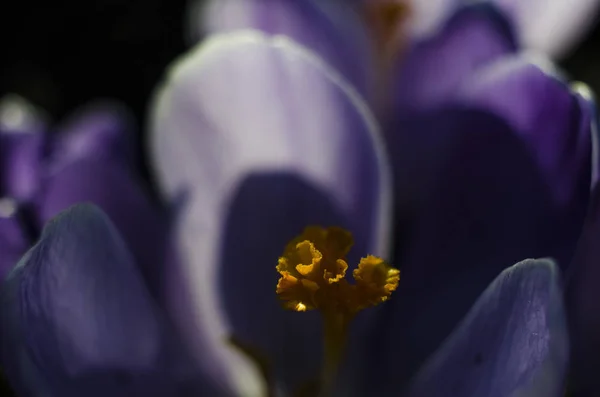 Fioritura Viola Fiore Azzurro Croco Con Pestello Arancione Stami Macro — Foto Stock