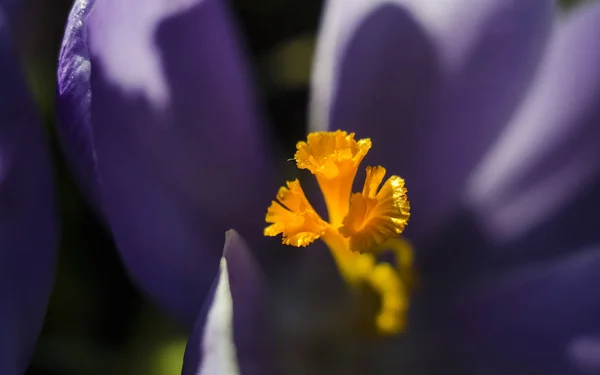 Kwitnąca Fioletowo Niebieski Kwiat Crocus Pomarańczowy Tłuczek Pręcików Makro Selektywny — Zdjęcie stockowe