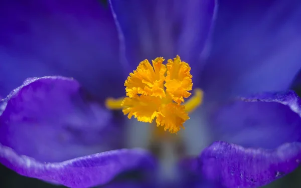 Цветущий Фиолетовый Голубой Цветок Крокуса Апельсиновым Налетом Тычинками Макро Избирательным — стоковое фото