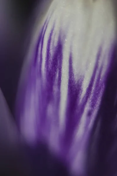Абстрактный Фон Фиолетовыми Белыми Разводами Текстурой Голубых Лепестков Крокуса — стоковое фото