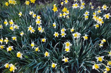 April, ilk bahar çiçekleri, beyaz ve sarı nergis güneşli bir çayır üzerinde yeşil bir bahçe içinde. Nergis.