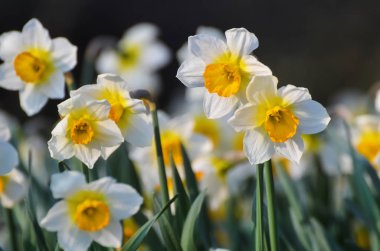 April, ilk bahar çiçekleri, beyaz ve sarı nergis güneşli bir çayır üzerinde yeşil bir bahçe içinde. Nergis.