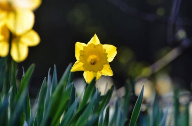 April, ilk bahar çiçekleri, beyaz ve sarı nergis güneşli bir çayır üzerinde yeşil bir bahçe içinde. Nergis.