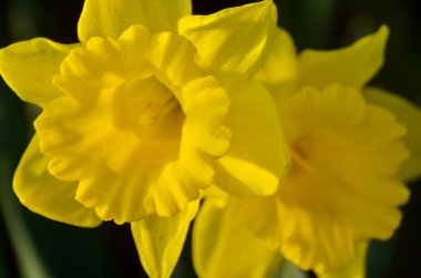 April, ilk bahar çiçekleri, beyaz ve sarı nergis güneşli bir çayır üzerinde yeşil bir bahçe içinde. Nergis.
