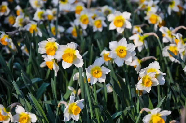 Апрель Первые Весенние Цветы Белые Желтые Нарциссы Зеленом Саду Солнечном — стоковое фото