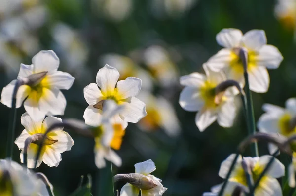 Квітень Перші Весняні Квіти Біло Жовті Нарциси Зеленому Саду Сонячному — стокове фото