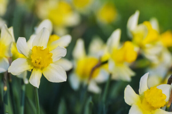 April, the first spring flowers, white and yellow daffodils in a green garden on a sunny meadow. Narcissus.