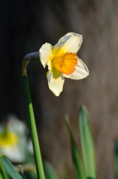 Квітень Перші Весняні Квіти Біло Жовті Нарциси Зеленому Саду Сонячному — стокове фото