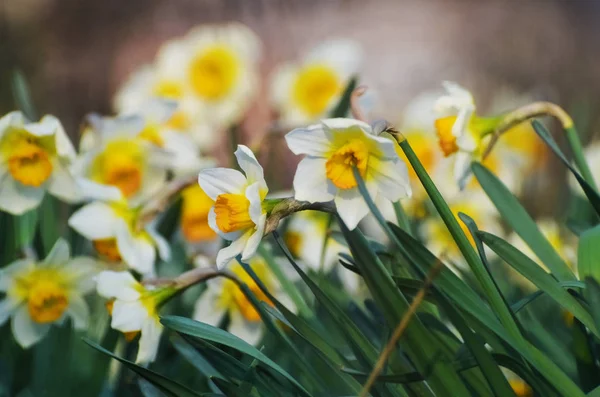 Апрель Первые Весенние Цветы Белые Желтые Нарциссы Зеленом Саду Солнечном — стоковое фото