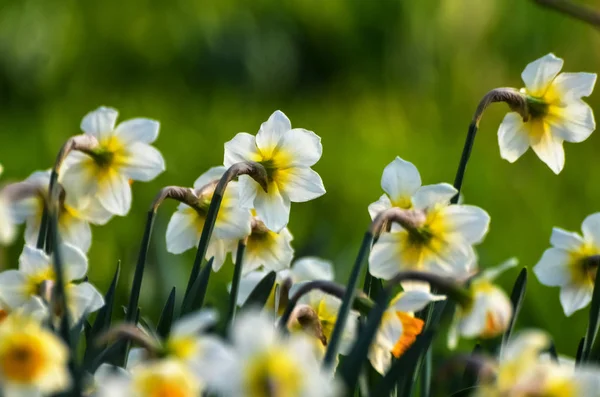 Aprile Primi Fiori Primaverili Narcisi Bianchi Gialli Giardino Verde Prato — Foto Stock