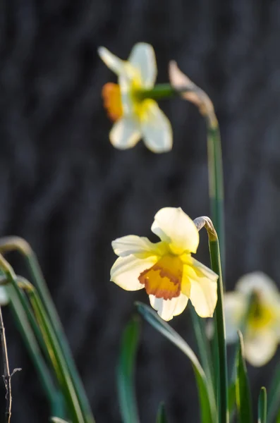 April First Spring Flowers White Yellow Daffodils Green Garden Sunny — Stock Photo, Image