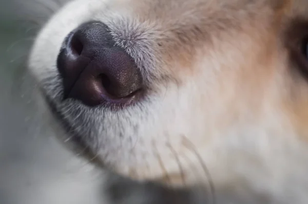 Close Puppy Nose Selective Focus — Stock Photo, Image