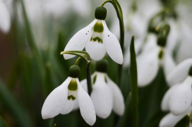 İlk bahar çiçekleri beyaz kar damlaları vardır. Kardelen çiçek toplama bir makro çekim. 