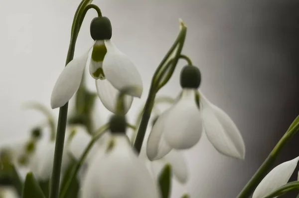 春天的第一朵花是白色的雪滴 雪滴盛开的集合的宏观镜头 — 图库照片