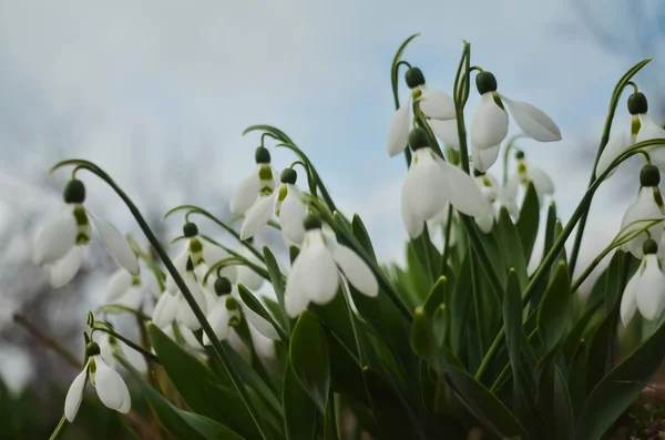 Πρώτα Λουλούδια Της Άνοιξης Είναι Λευκά Χιονοσταγόνες Μια Φωτογραφία Από — Φωτογραφία Αρχείου