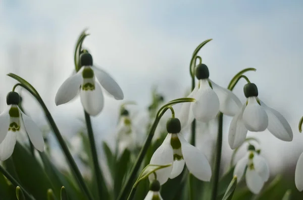 Перші Весняні Квіти Білі Проліски Макро Знімок Колекції Цвіте Сніг — стокове фото