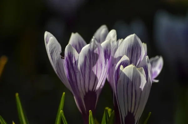 Pierwsze Wiosenne Kwiaty Białe Przebiśniegi Strzał Makro Zbioru Snowdrop Kwitnie — Zdjęcie stockowe