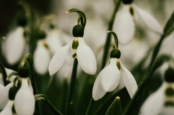 Перші Весняні Квіти Білі Проліски Макро Знімок Колекції Цвіте Сніг — стокове фото