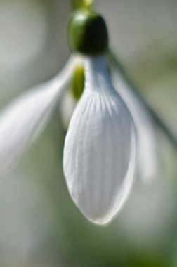 Bir kardelen çiçek makro çekim. Güneşli bir günde erken baharda büyüyen beyaz kardelen. seçici odak, metin için boşluk kopyalama.