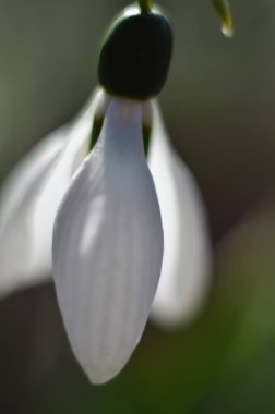 Bir kardelen çiçek makro çekim. Güneşli bir günde erken baharda büyüyen beyaz kardelen. seçici odak, metin için boşluk kopyalama.
